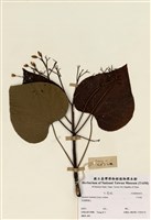 藏品(千年桐)的圖片